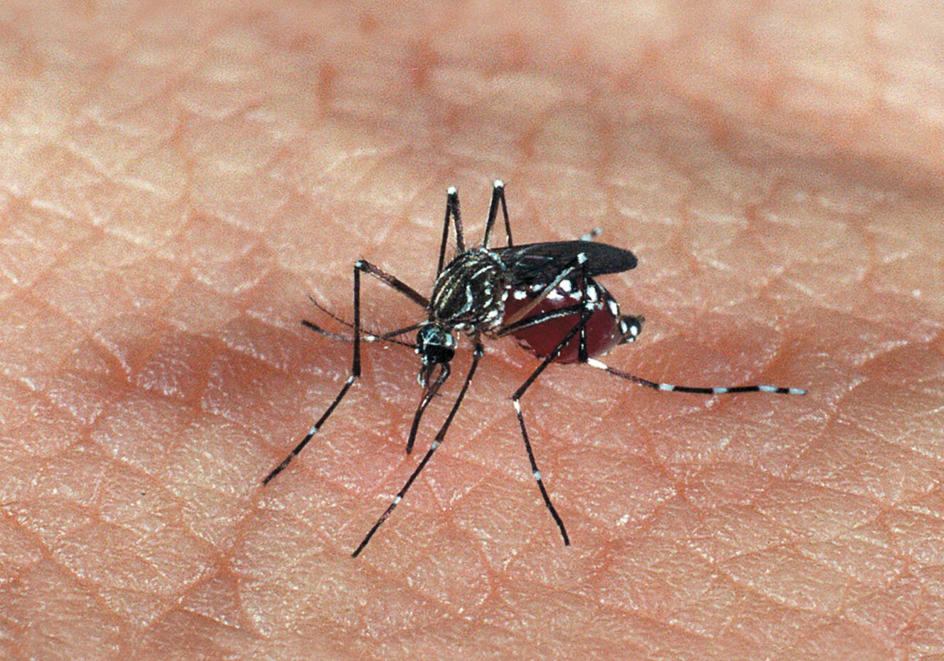 Mosquito Zika
