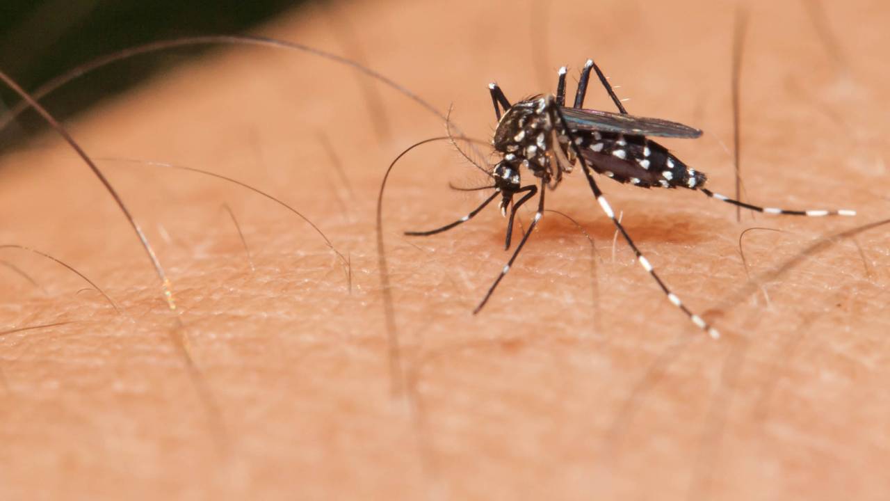 Aumento alarmante de dengue: Identifique e previna a doença em crianças