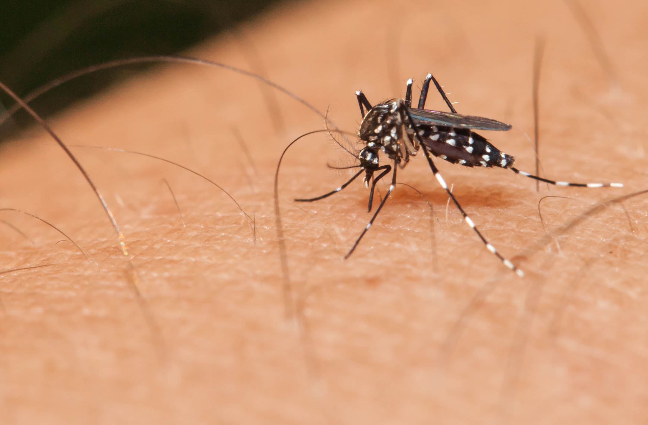Aumento alarmante de dengue: Identifique e previna a doença em crianças