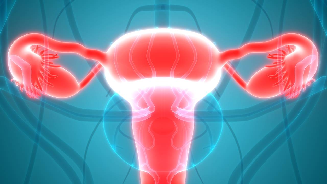 Útero e o sistema reprodutor feminino