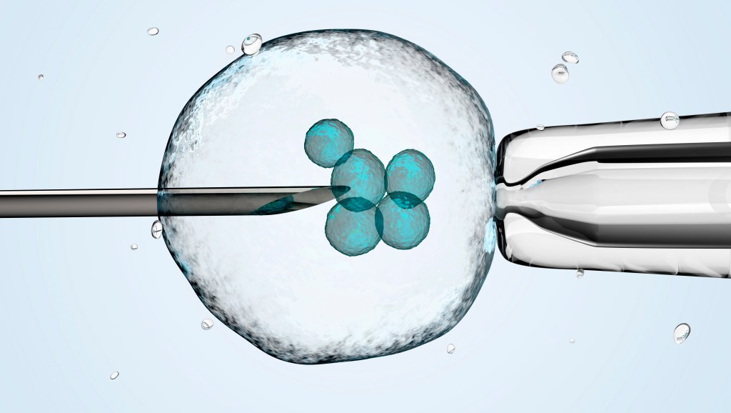 Imagem de um óvulo sendo fertilizado em laboratório