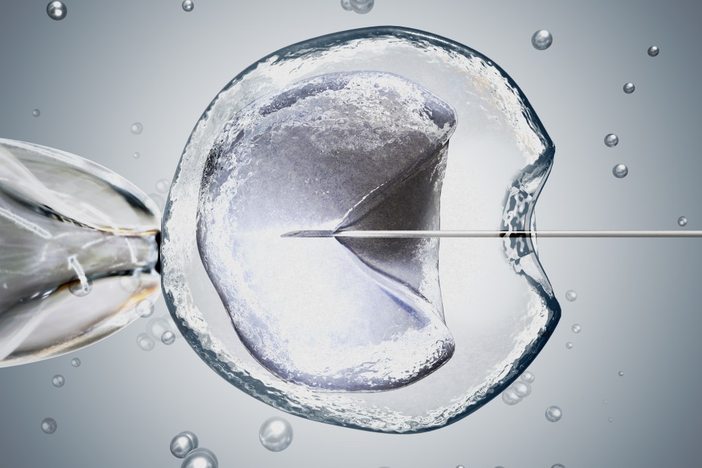 Imagem de um embrião sendo fertilizado em laboratório