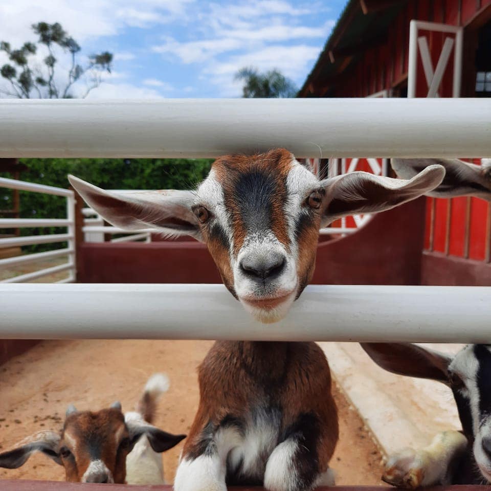 8 fazendinhas perto de São Paulo para ir com as crianças no fim de semana