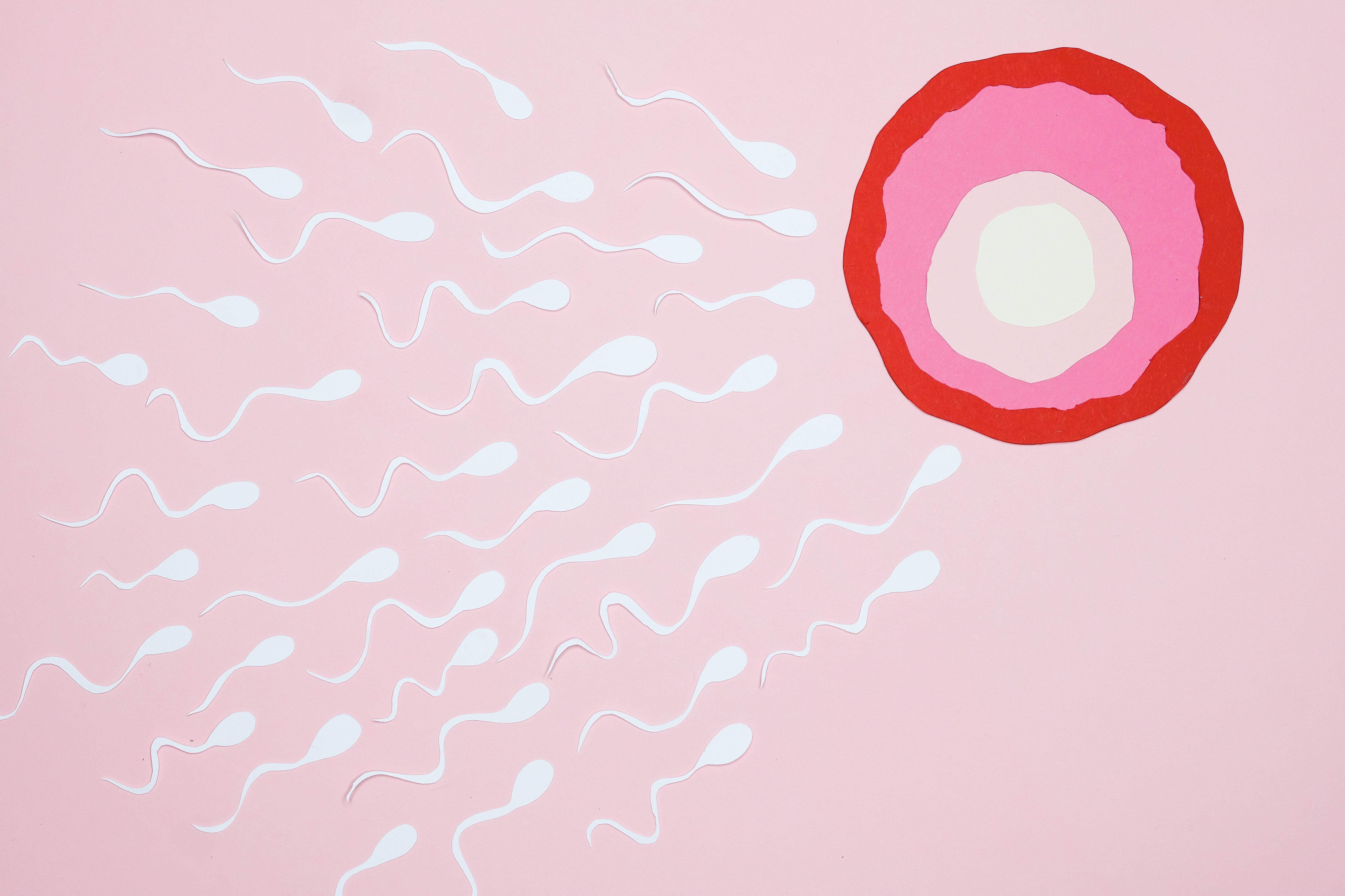 Espermatozoides óvulo fertilidade