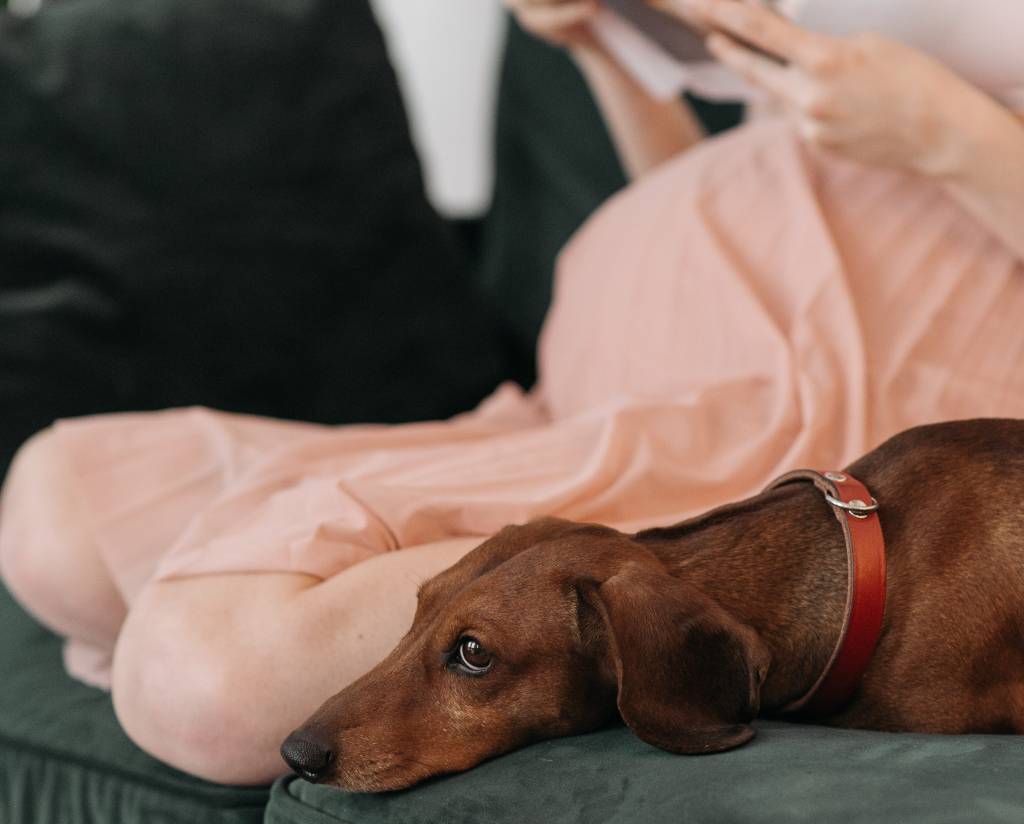 Pets sentem quando você está grávida? Entenda o comportamento dos animais na gestação