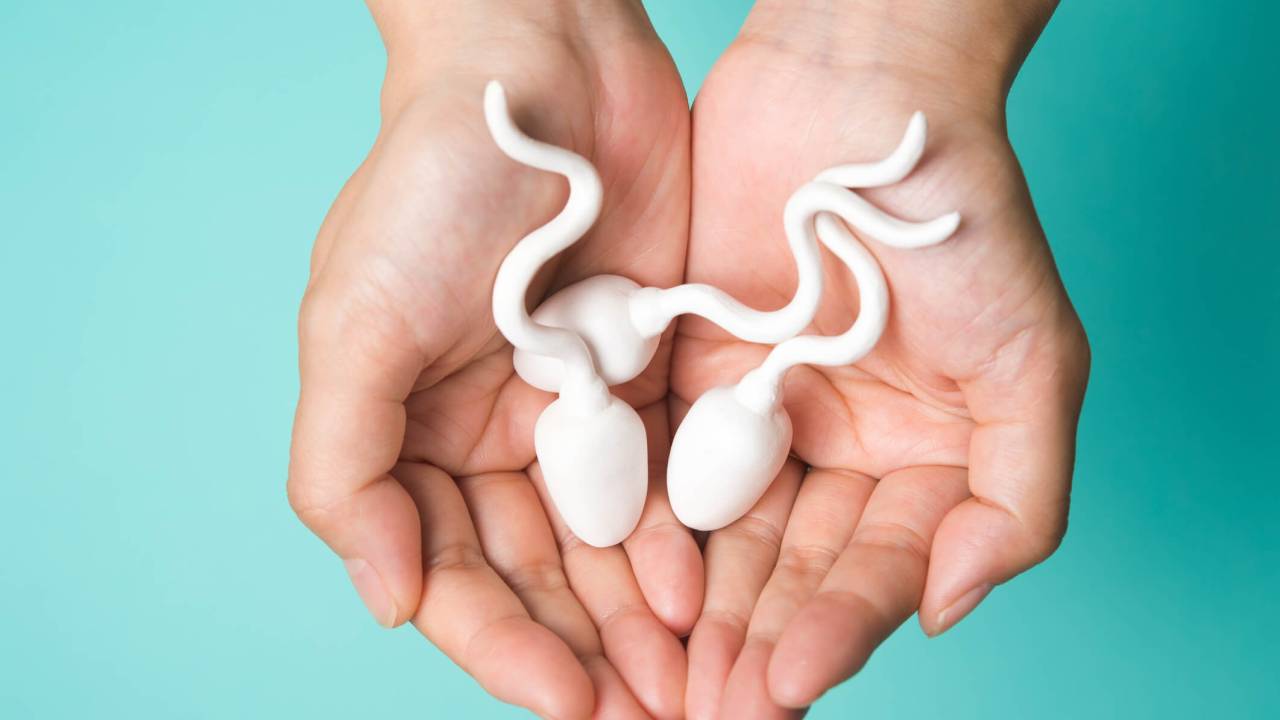 Modelos grandes de espermatozoides sobre duas mãos