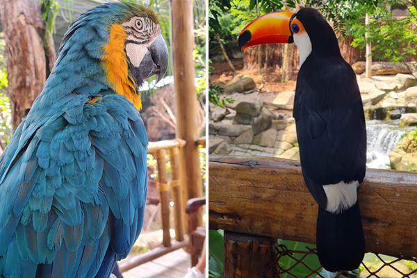 animália forest Imagem com duas fotos: à esquerda, uma arara azul e amarela. À direita, um tucano.